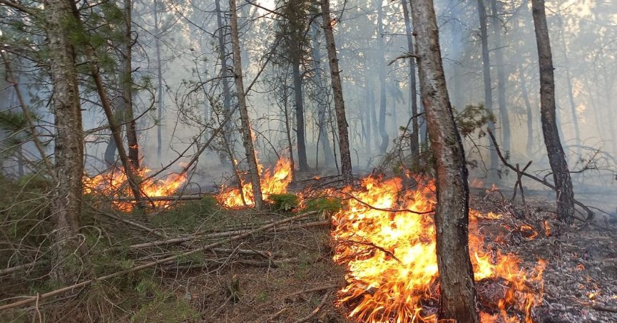 Kocaeli İtfaiyesi orman yangınlarına karşı uyardı