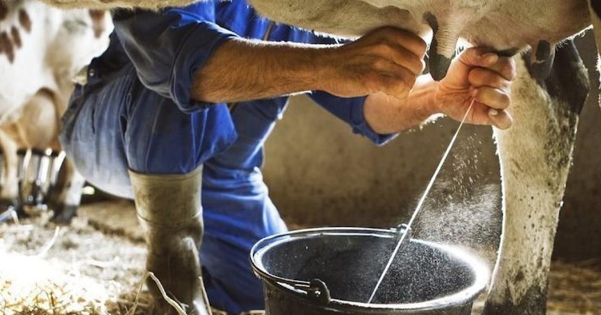 Toplanan inek sütü miktarı yüzde 1,9 arttı