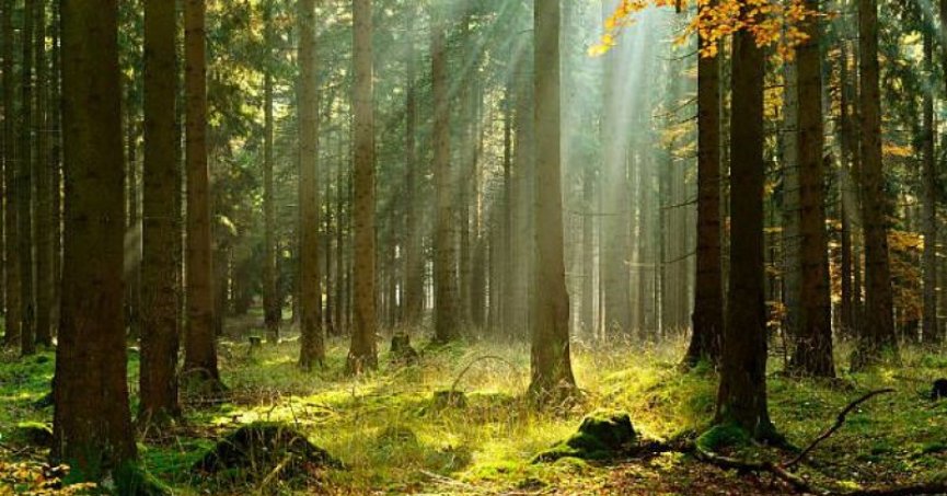 Kocaeli’de ormanlık alanlara girişler yasaklandı