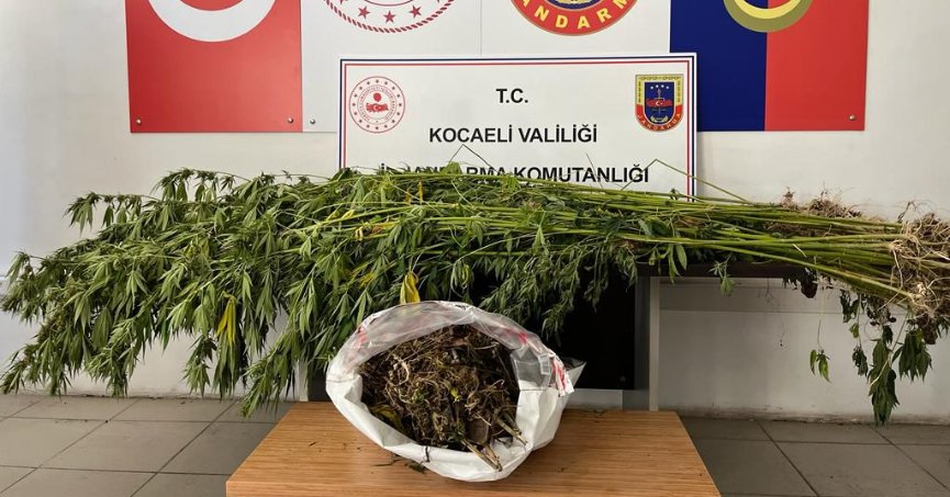 Jandarma uyuşturucu tarlasını bastı