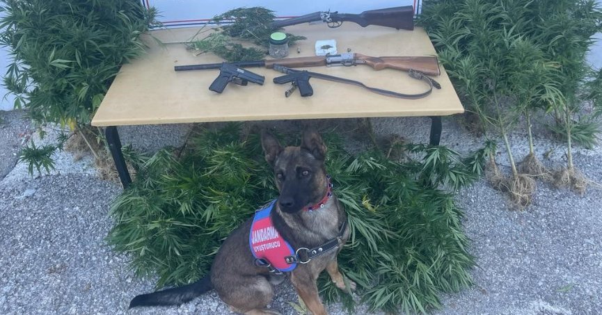 Mısır tarlasında kenevir yetiştiren şahıs yakalandı