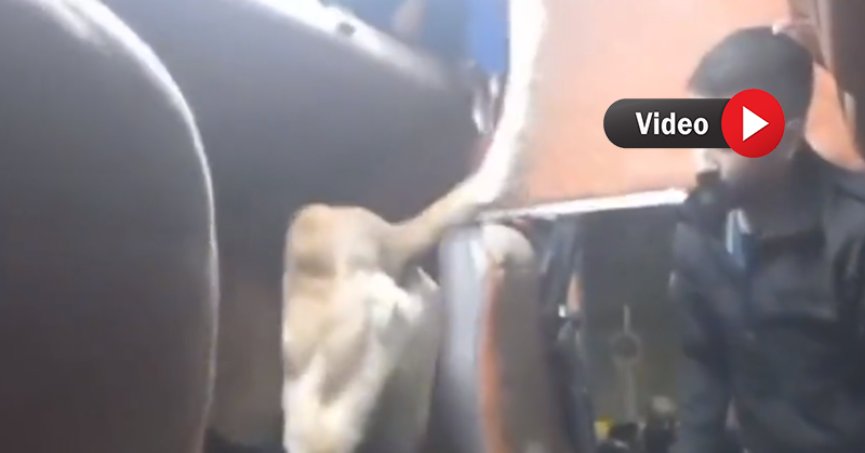 775 bin adet uyuşturucu hap ele geçirildi