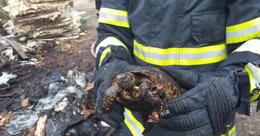 Yangından kurtarıldı suyla soğutuldu doğaya salındı