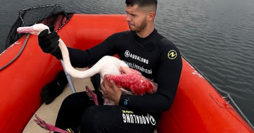  Yaralı Flamingo kurtardı