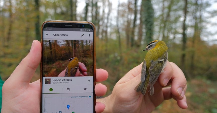 ORMANYA'DA İLK DEFA AKŞAMCI YARASA VE SÜRMELİ ÇALIKUŞU