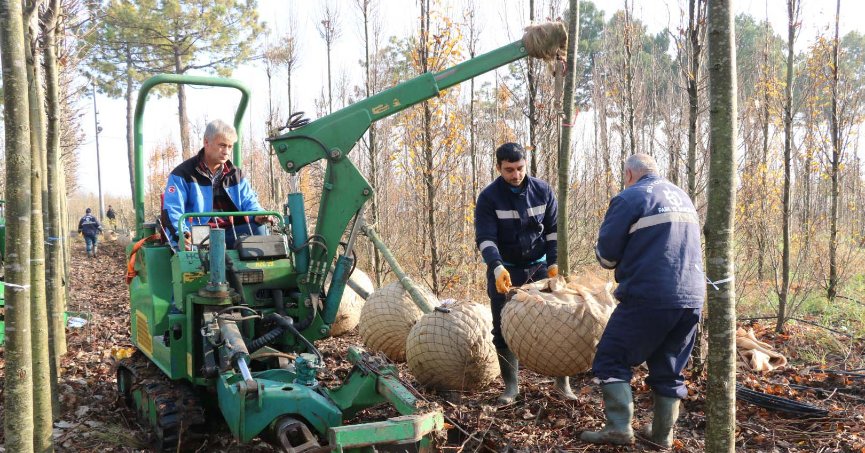 Büyükşehir’in yetiştirdiği on binlerce fidan kente nefes oluyor