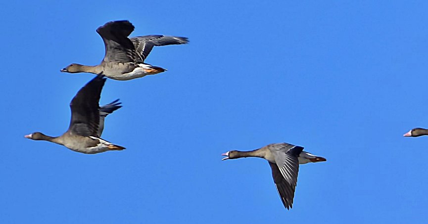Tundra Kazı 4 yıl Sonra Yeniden Türkiye’de