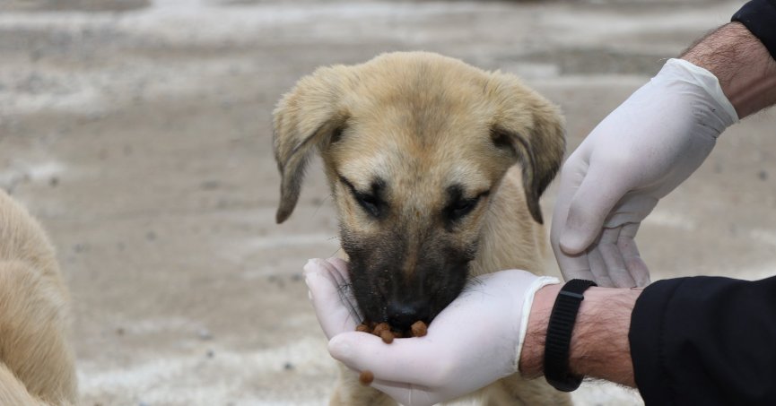 4 bin 209 sokak hayvanı sıcak yuvaya kavuştu