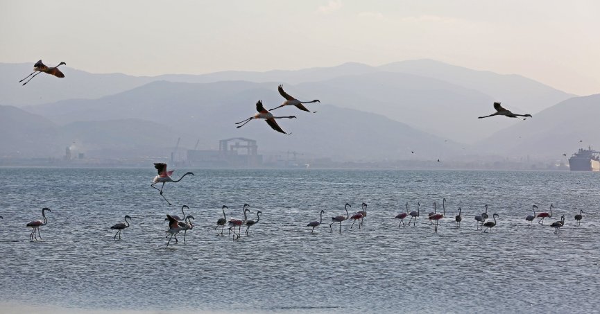 İzmit Körfezi’nde 351 flamingo kanat çırpıyor