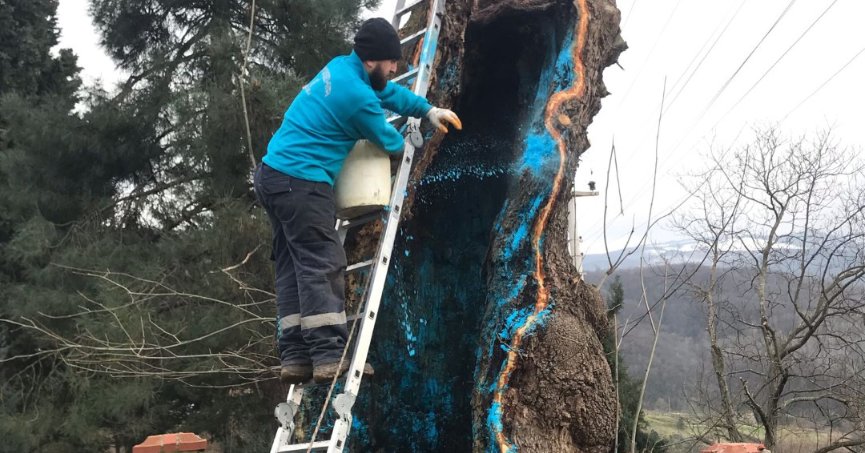 Büyükşehir’den 100 yıllık çınara tedavi