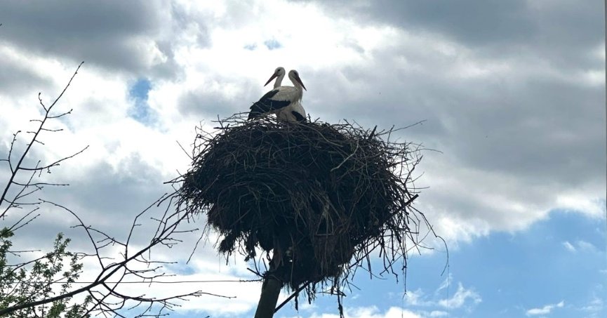 Büyükşehir, leyleklerin yuvasını yıkılmaktan kurtardı