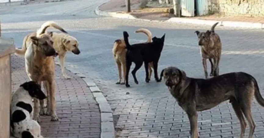 Valilik sokak köpekleri için Belediyeleri uyardı