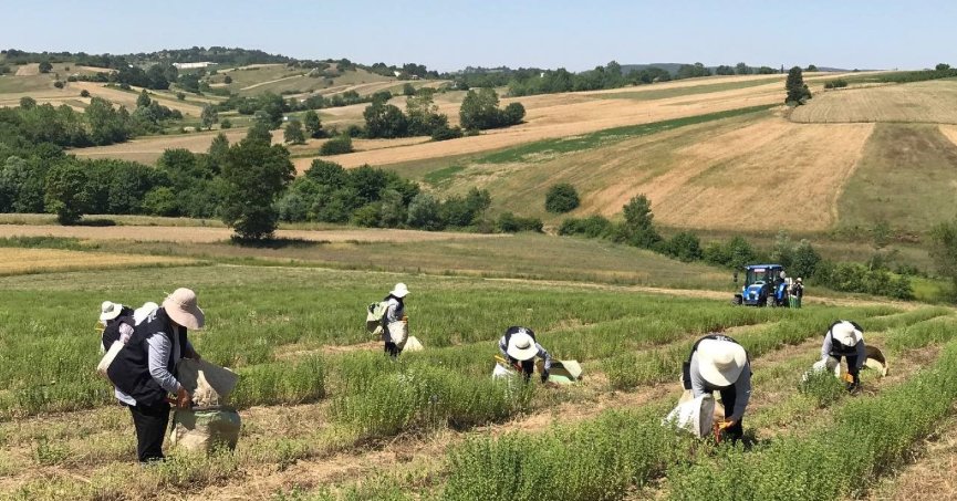 Kocaeli’de kekik hasadı başladı