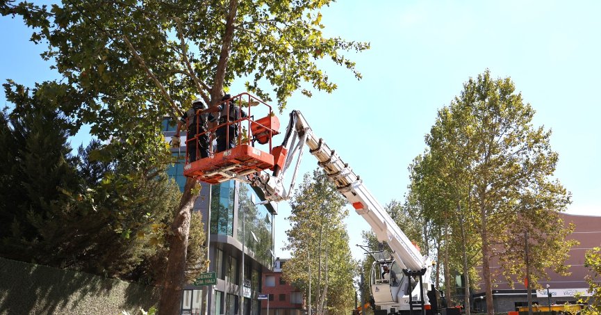 Alikahya Tramvay Hattı’nda ağaçlar budanıyor