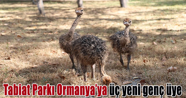 Tabiat Parkı Ormanya’ya üç yeni genç üye