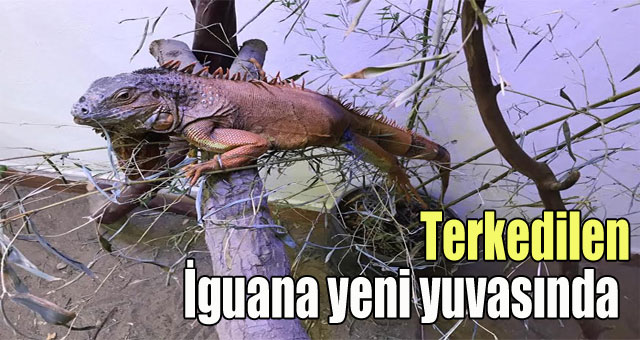 Terkedilen İguana yeni yuvasında 