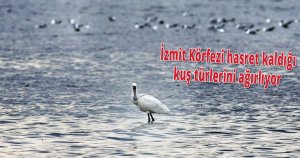 İzmit Körfezi hasret kaldığı kuş türlerini ağırlıyor