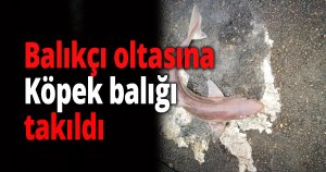 İzmit körfezinde Köpek balığı!