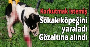 Koyunlarını korumak isterken sokak köpeğini tüfekle yaraladı