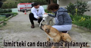İzmit’teki can dostlarımız aşılanıyor