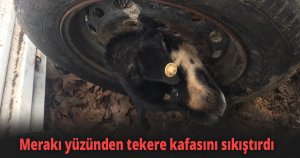 Meraklı yavru köpek!