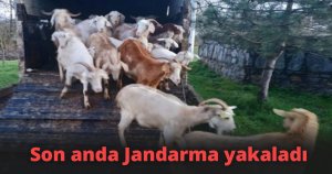 Sahte çekle hayvan dolandırıcılığı yapacaklardı