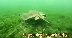 Belgesel değil, Kocaeli Körfezi