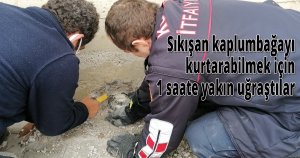 Sıkışan kaplumbağayı kurtarabilmek için 1 saate yakın uğraştılar
