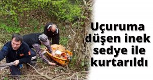  Uçuruma düşen inek sedye ile kurtarıldı