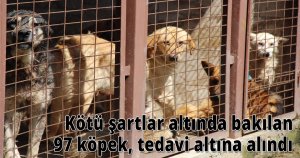 Kötü şartlar altında bakılan 97 köpek, tedavi altına alındı