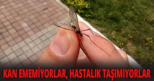 Büyükşehir’den çayır sineği ile ilgili açıklama