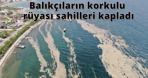 Balıkçıların korkulu rüyası sahilleri kapladı