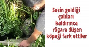 Sesin geldiği çalıları kaldırınca rögara düşen köpeği fark ettiler