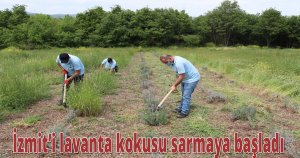 İzmit’i lavanta kokusu sarmaya başladı