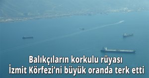 Balıkçıların korkulu rüyası İzmit Körfezi’ni büyük oranda terk etti