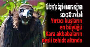 Türkiye’ye özgü olmasına rağmen sadece 80 tane kaldı