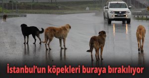 İstanbul’un köpekleri buraya bırakılıyor