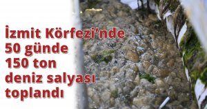 İzmit Körfezi’nde 50 günde 150 ton deniz salyası toplandı