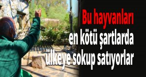 Bu hayvanları en kötü şartlarda ülkeye sokup satıyorlar