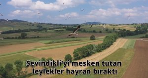 Sevindikli’yi mesken tutan leylekler hayran bıraktı