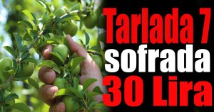 Tarlada 7, sofrada 30 Lira