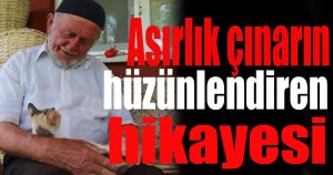 Asırlık çınarın hüzünlendiren hikayesi