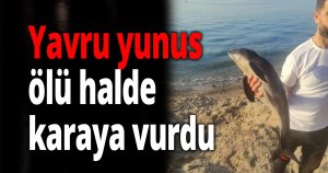 Yavru yunus karaya vurdu