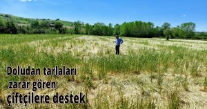 Doludan tarlaları zarar gören çiftçilere destek