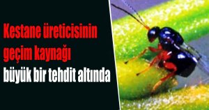 KESTANE ÜRETİCİSİNİN KORKULU RÜYASI