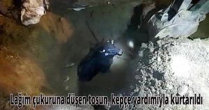 Lağım çukuruna düşen tosun, kepçe yardımıyla kurtarıldı