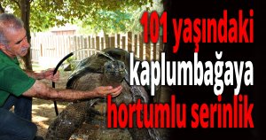 101 yaşındaki kaplumbağaya hortumlu serinlik