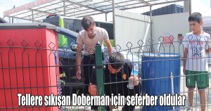 Tellere sıkışan Doberman için seferber oldular