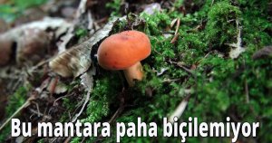  Bu mantara paha biçilemiyor