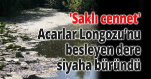 'Saklı cennet' Acarlar Longozu’nu besleyen dere siyaha büründü